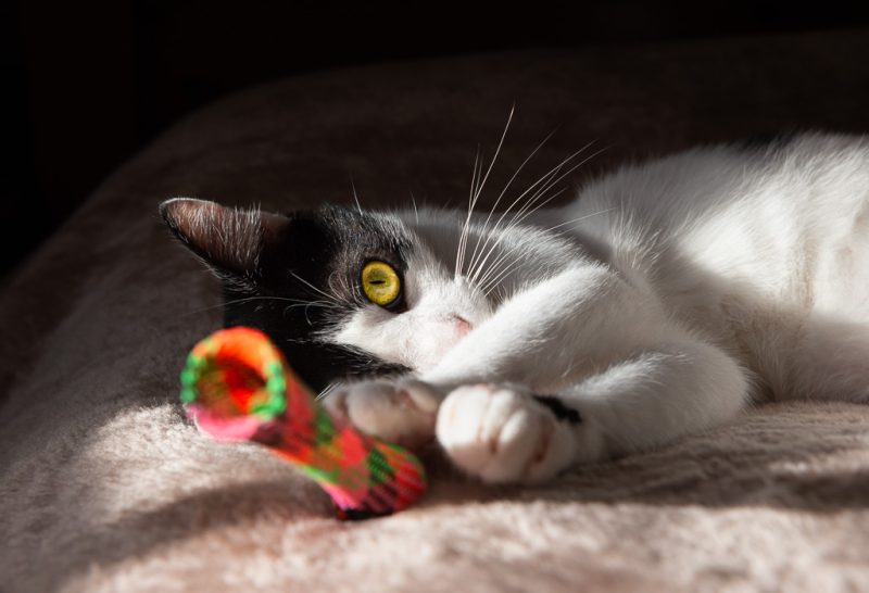 Tarzan and his boink