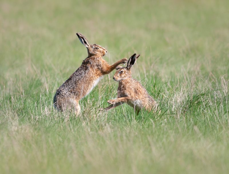 Mad March hares
