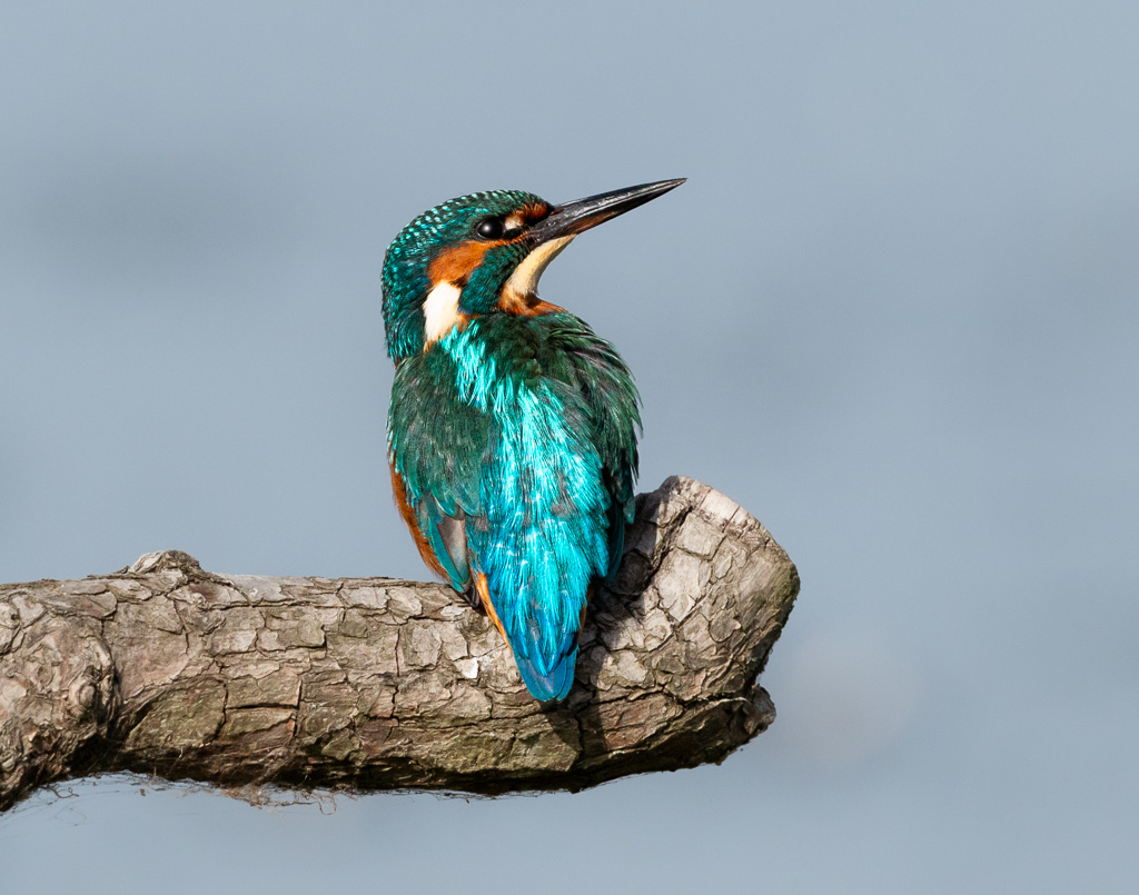 Autumn kingfisher (Part 1)