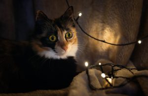 Luna and the Christmas lights