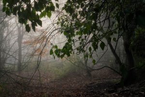 Foggy lane