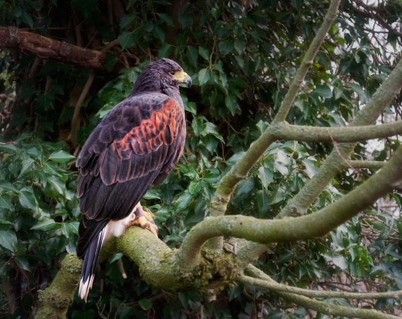 Harris hawk