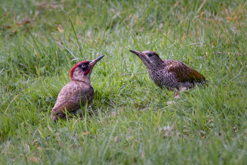 Two woodpeckers