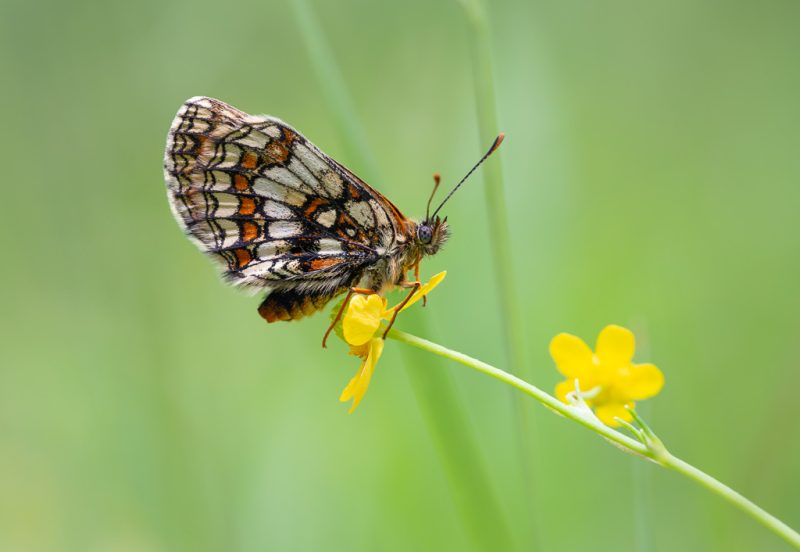 Heath fritillary in the rain