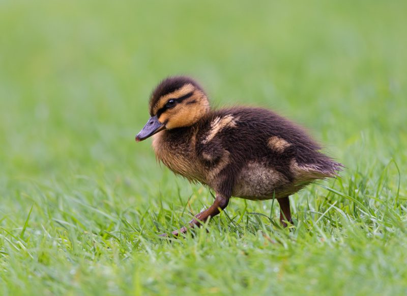 Duckling