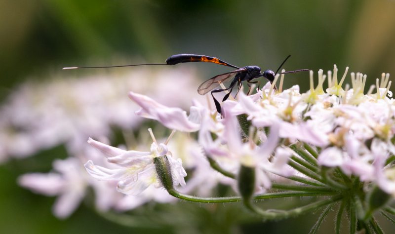 Another javelin wasp