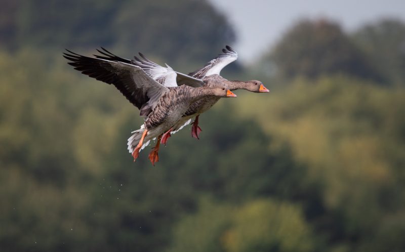 Greylag geese