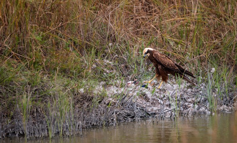 Marsh harrier with prey