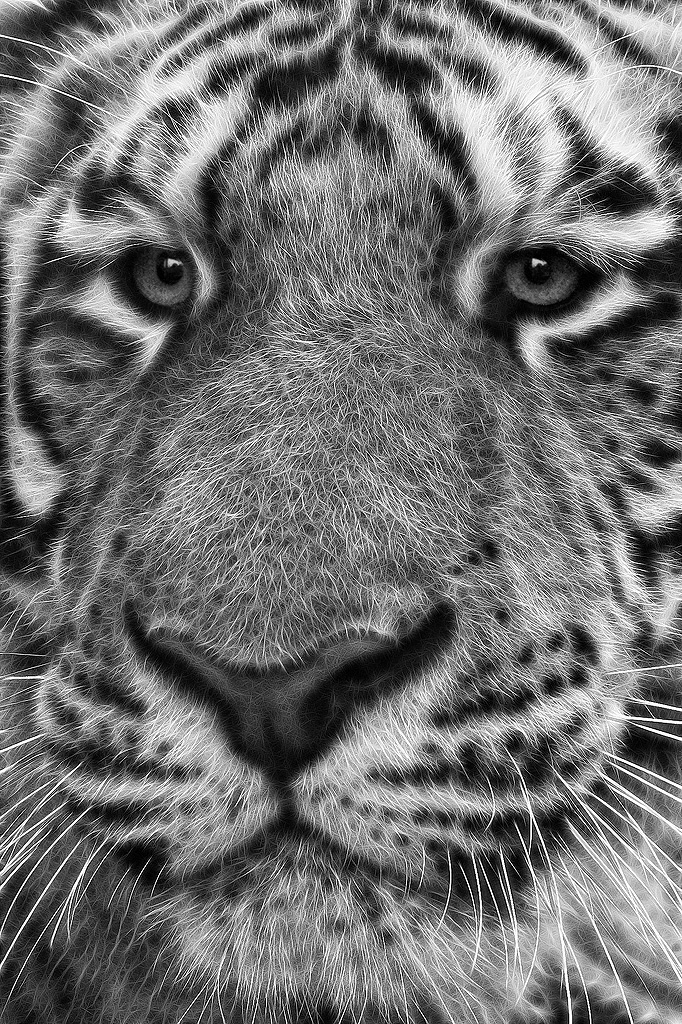 Tiger, tiger, burning bright