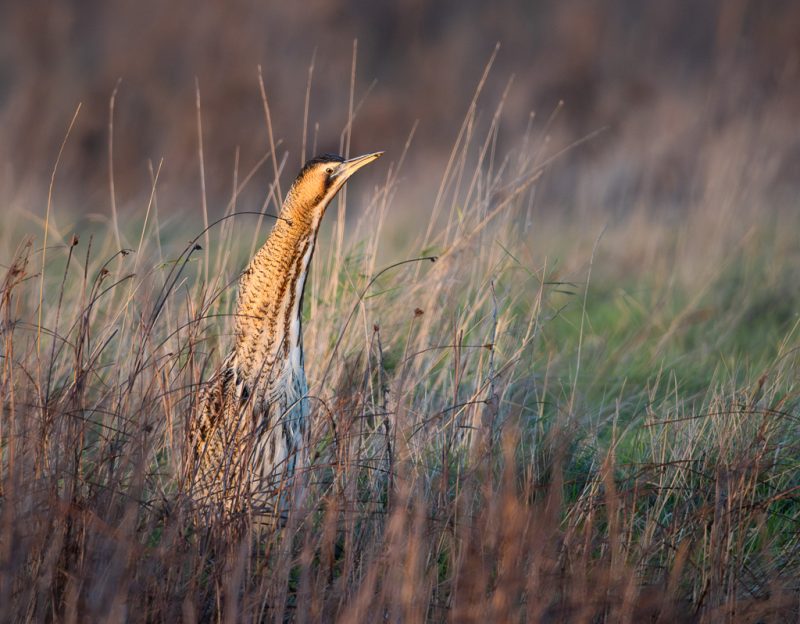 Bittern at sunset