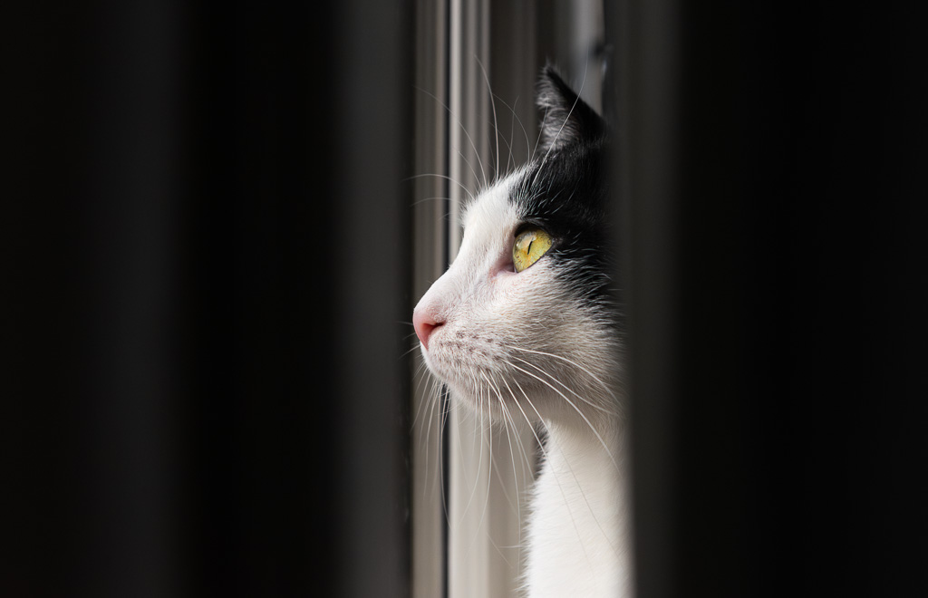 Felix behind the curtain