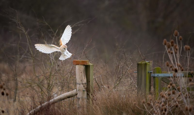 Barn owl landing