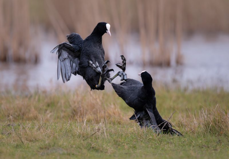 Fighting coots
