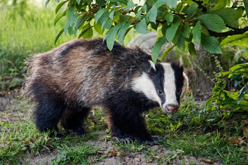 Guess who’s coming to dinner