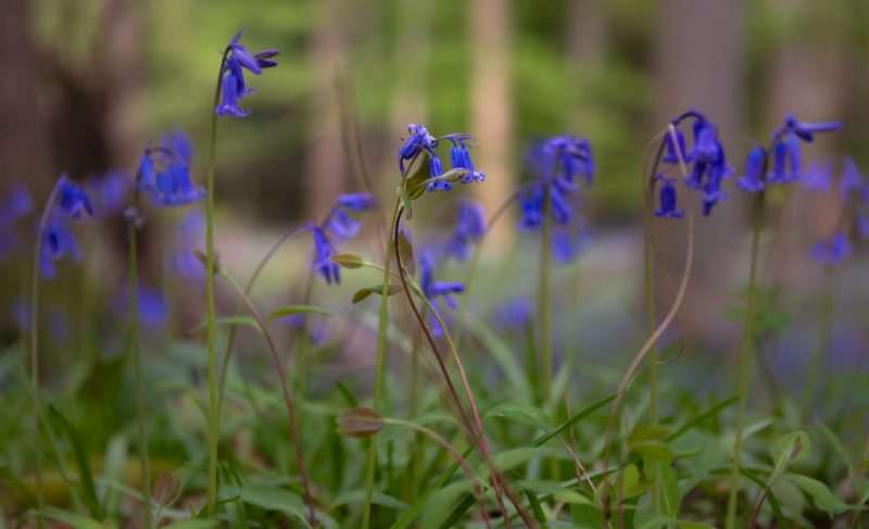 Bluebells