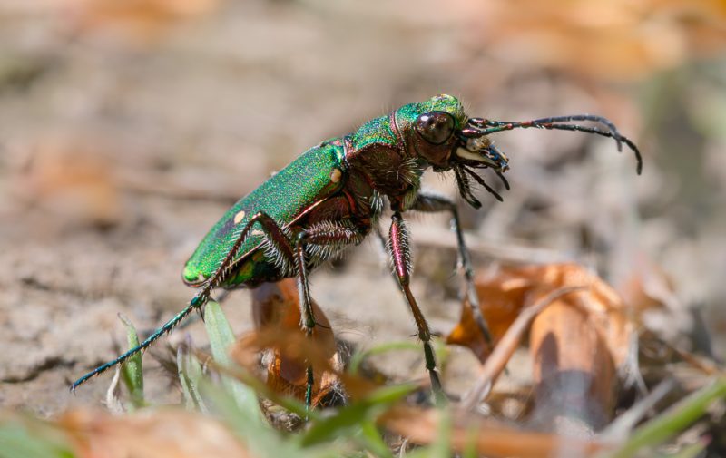 Green tiger beetles
