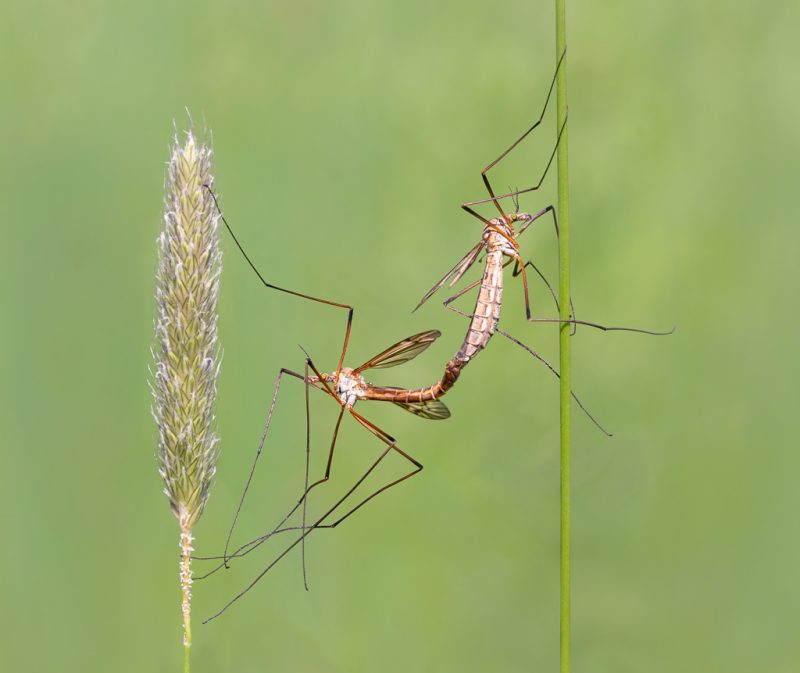 Green-eyed craneflies