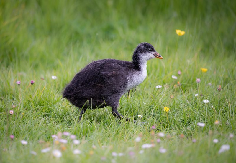 Baby coots