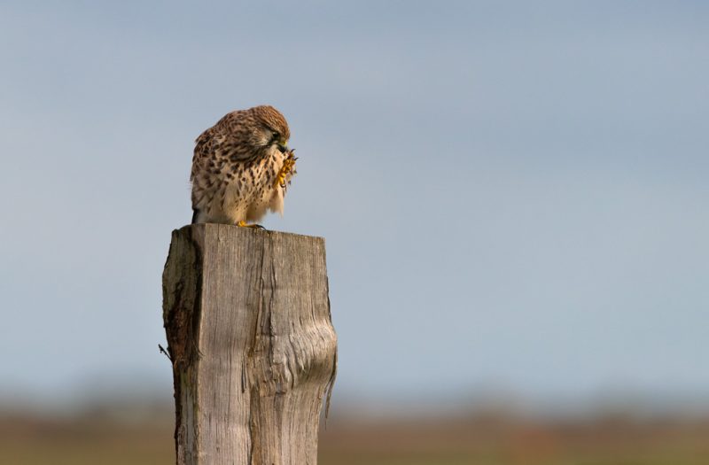 Kestrels on posts
