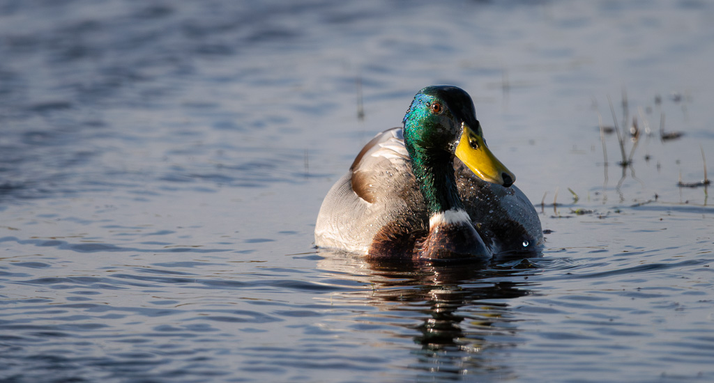 Mr and Mrs Mallard