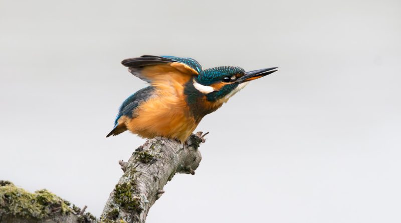 Kingfisher in the gloom