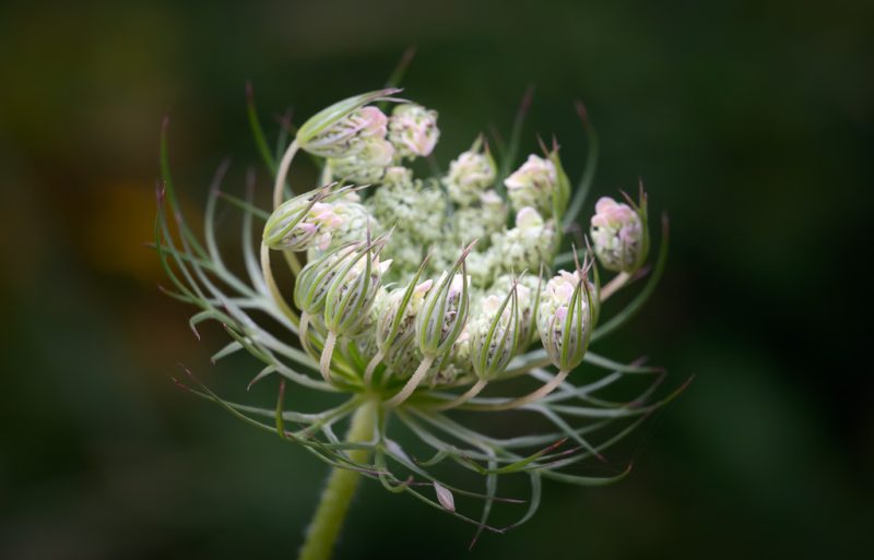 Queen Anne’s lace