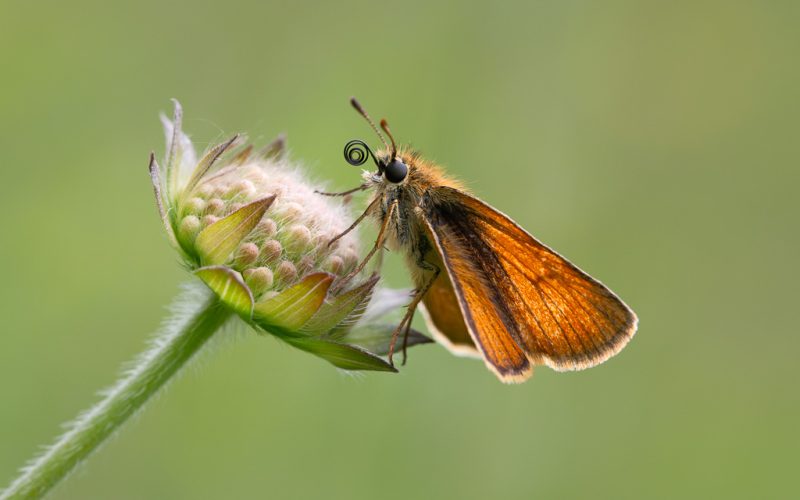 Small skipper