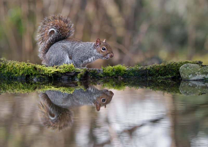 Reflection pool