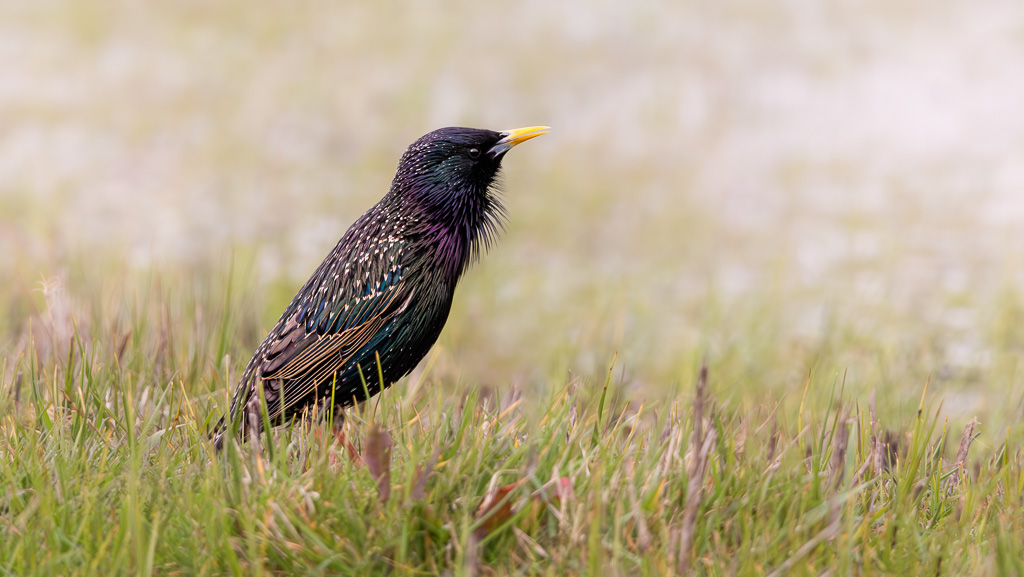 Elmley starling