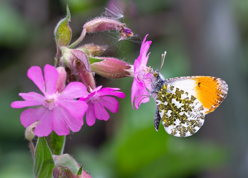 Orange tip